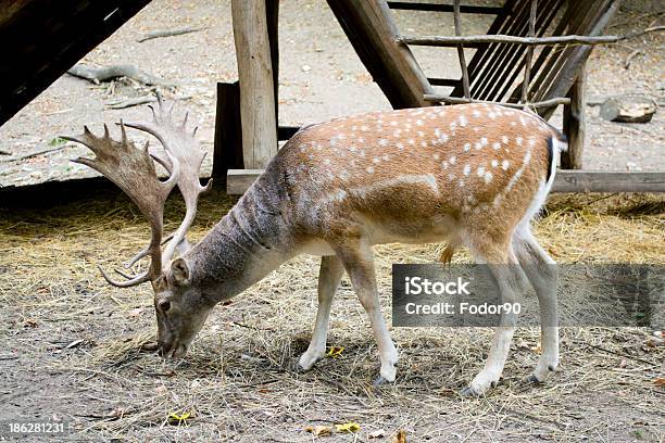 Photo libre de droit de Daim banque d'images et plus d'images libres de droit de Adulte - Adulte, Adulte d'âge mûr, Animal mâle