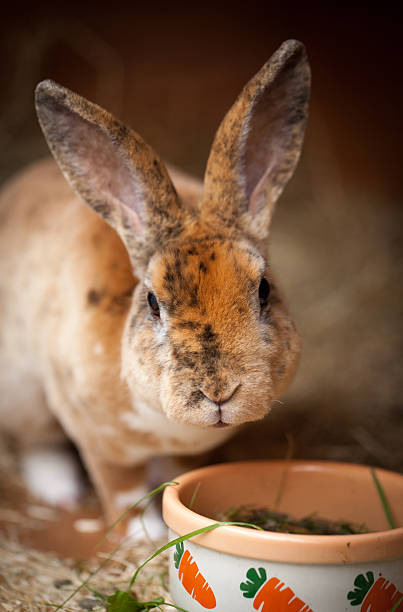 istock Rex Rabbit eating from food bowl 186281323