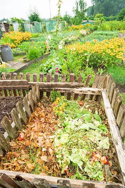 Compost bin and sunchoke in a vegetable garden patch