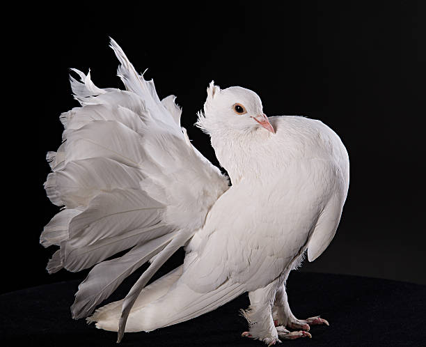 istock Proud white pigeon 186281860