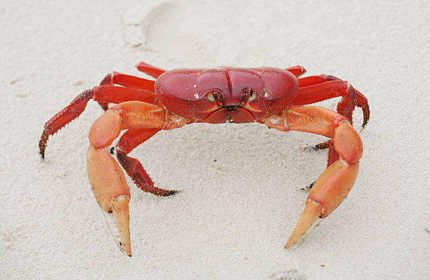 istock Red land crab, Cardisoma crassum 186282622