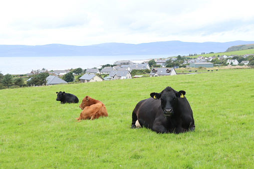 Two cows in a meadow on Terceira island