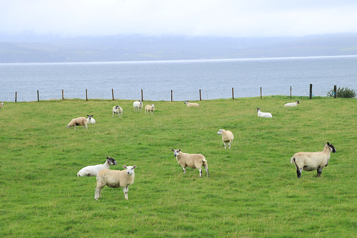 Family run small farms of sheep, cattle and chicken can be seen in many places around the Arran island in Scotland.