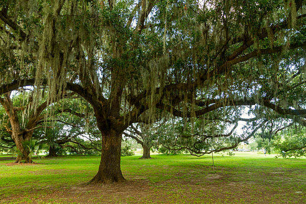Dark shadow under the monumental oak