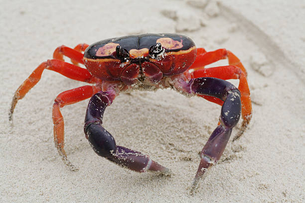 istock Macro shot of Halloween Crab 186283125