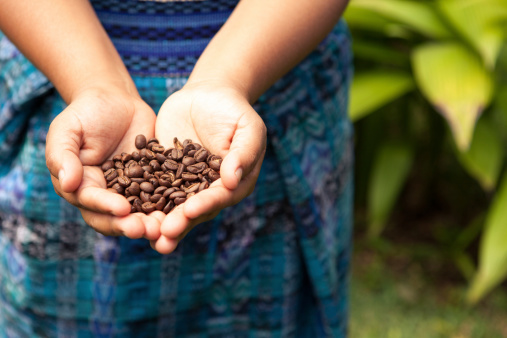 Handful of fresh organic coffee beans. Food and drink background.