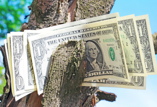 Dollars in the tree against a blue sky