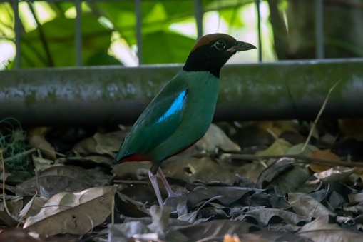 Name: Emerald toucanet \nScientific name: Aulacorhynchus prasinus\nCountry: Costa Rica\nLocation: La Paz