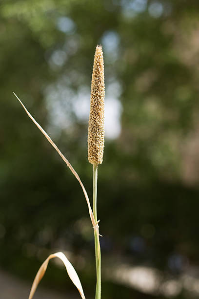 Pearl millet (Pennisetum glaucum) plant also known as Bajra, holding a bunch of grains.