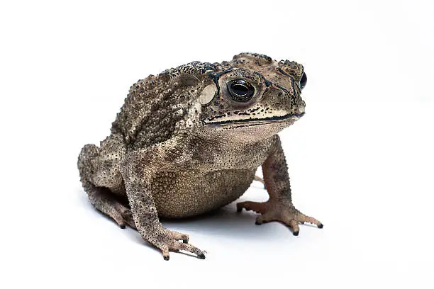 Photo of Toad