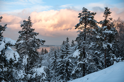 winter landscape. view of lake malaren in sweden, snow-covered trees and pines.