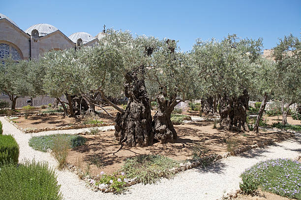 istock Garden of Gethsemane 186284642