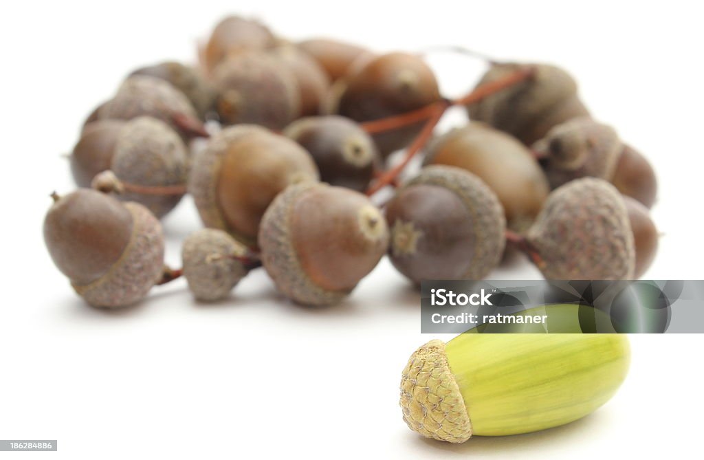 그린, 브라운 acorns 흰색 배경의 - 로열티 프리 0명 스톡 사진