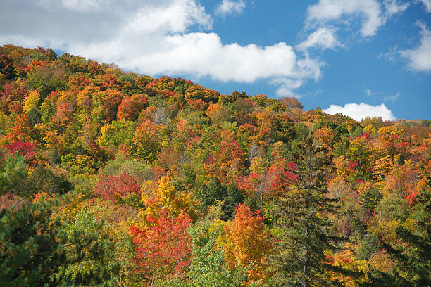 New England Foliage stock photo