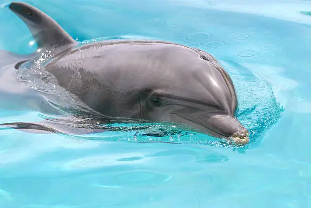 Bottlenose dolphin (Tursiops truncatus) swimming of front in blue water