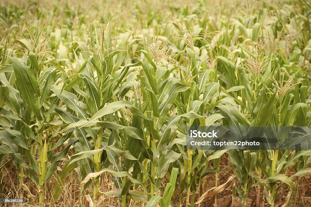Corn field. - Foto de stock de Maíz - Zea libre de derechos