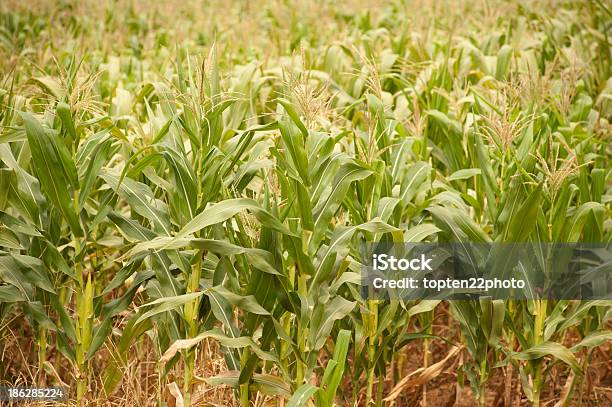 Corn Field Foto de stock y más banco de imágenes de Maíz - Zea - Maíz - Zea, Agricultura, Aire libre