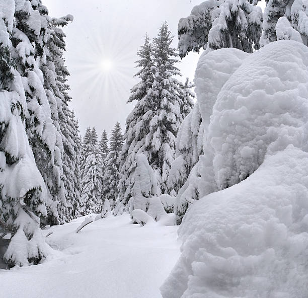 istock snowstorm in the Carpathian mountains 186285444