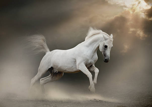 white arab horse white arabian stallion in dust white horse stock pictures, royalty-free photos & images