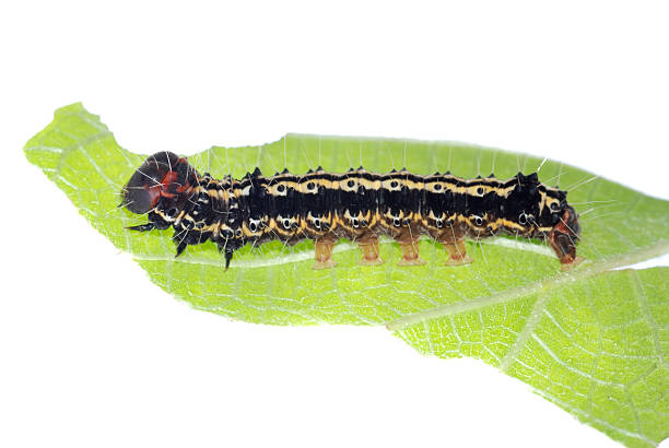 istock butterfly caterpillar on green leaf 186285670