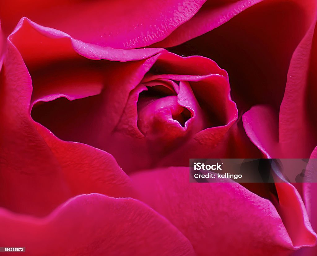 Macro shot of Red Rose. Closeup of  Red Rose. Blossom Stock Photo