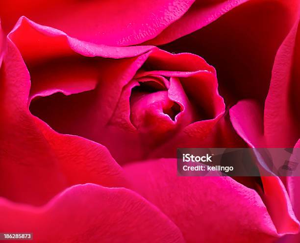 Macro Shot Of Red Rose Stock Photo - Download Image Now - Blossom, Close-up, Color Image