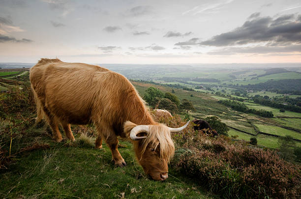 Peak District - Highland Cattle stock photo