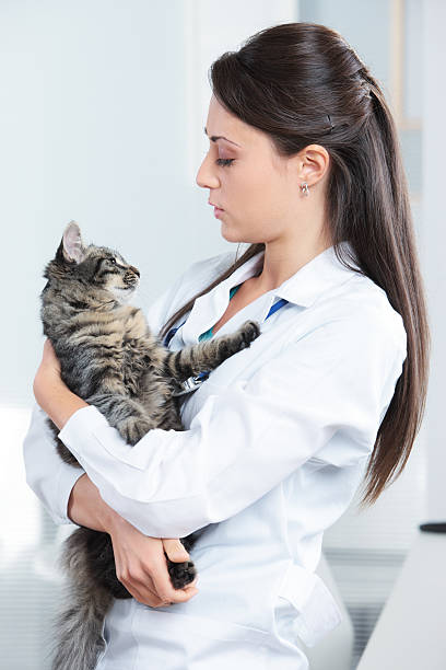 istock Veterinarian with a cat 186285917