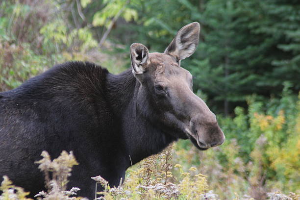 istock Moose in Jackman, Maine 186286118