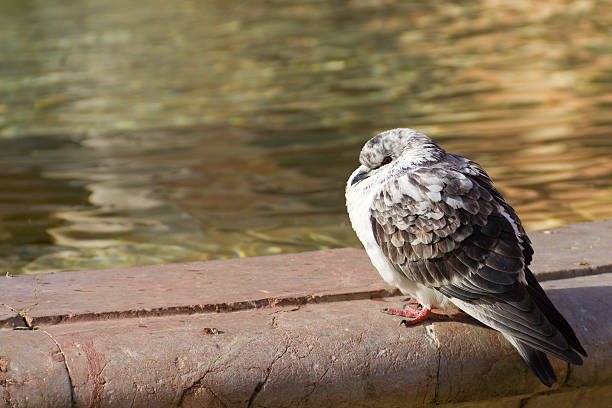 istock Pigeon posing near fountain 186286122