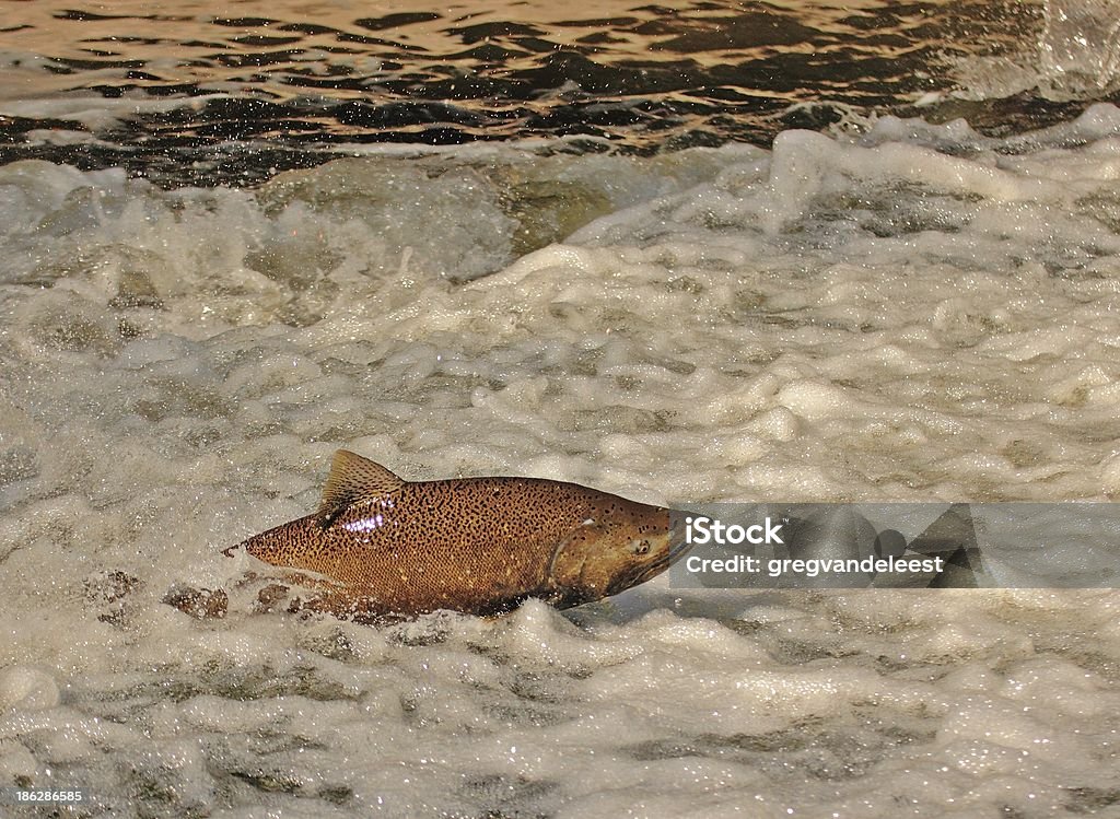 Laichen Run - Lizenzfrei Fisch Stock-Foto