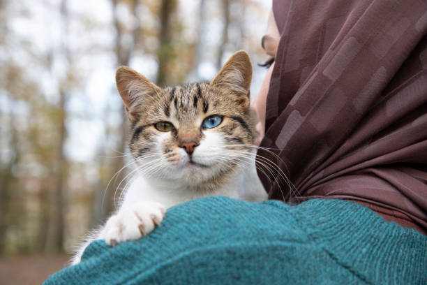 istock Cat with one green eye and one blue eye 1862867273