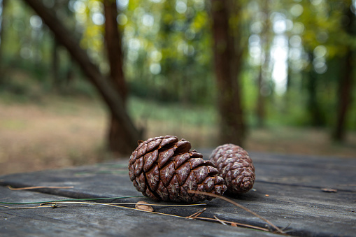 Image of pine cone in nature