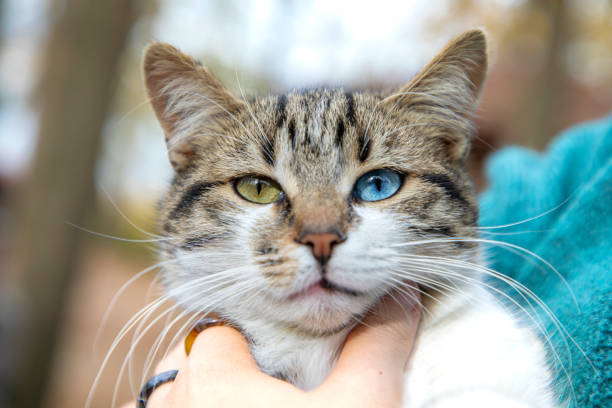 istock A cat with one green eye and one blue eye 1862871370