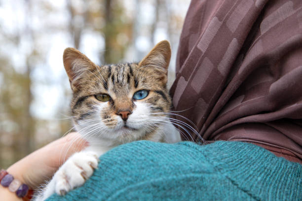 Cat with one green eye and one blue eye
