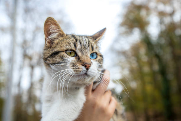istock A cat with one green eye and one blue eye 1862872902