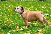 English bulldog playing in a green meadow