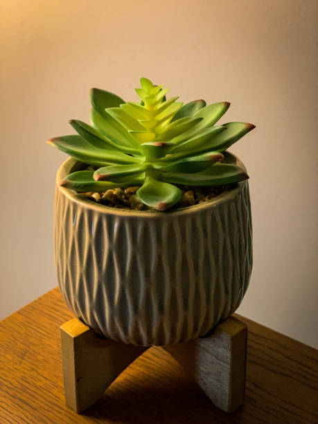 istock Small indoor Succulent Echeveria Plants 1862878540