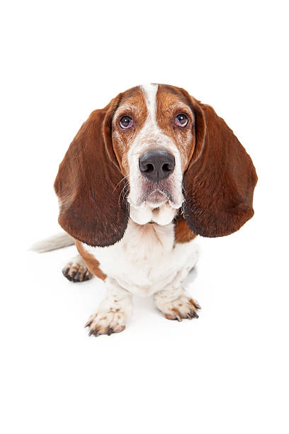istock Basset Hound Dog With Sad Face 186287933