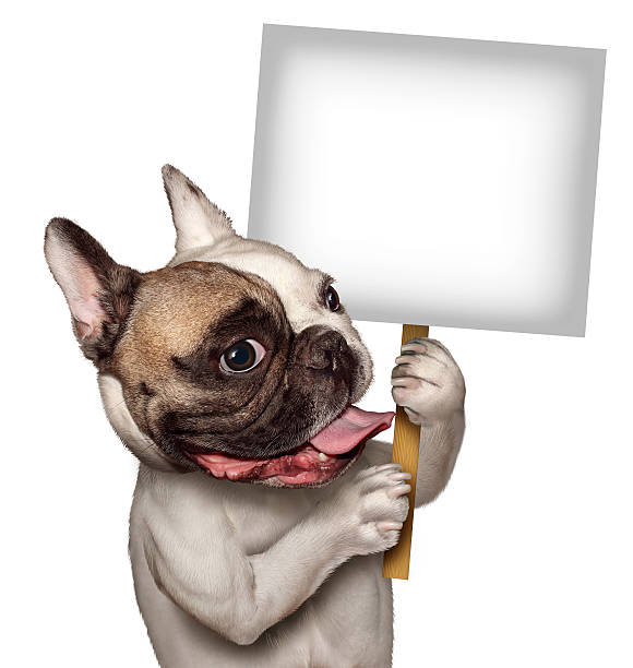 istock Bull Dog Holding A Sign 186288043