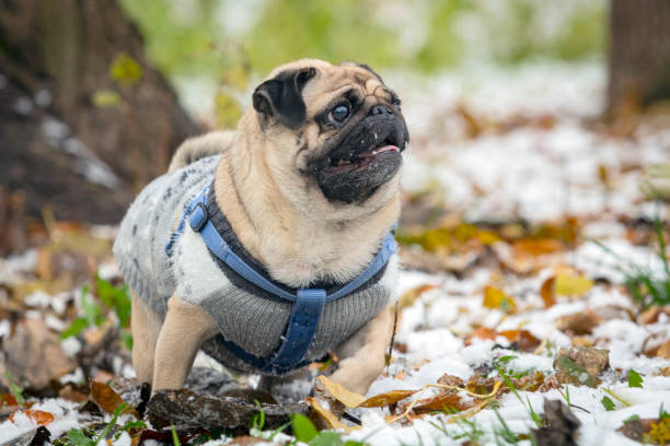 istock A pug walks through a green meadow with fallen leaves 1862881617