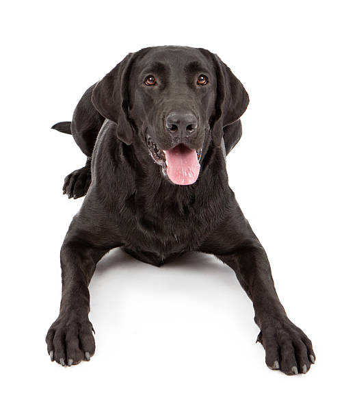 istock Black Labrador Retriever Dog Laying 186288458