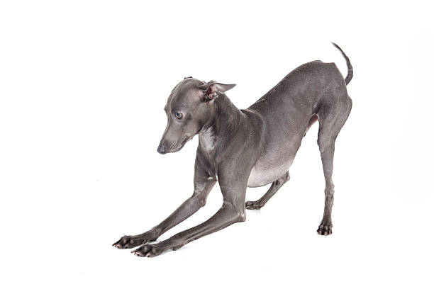 istock Italian greyhound blue color 186288484
