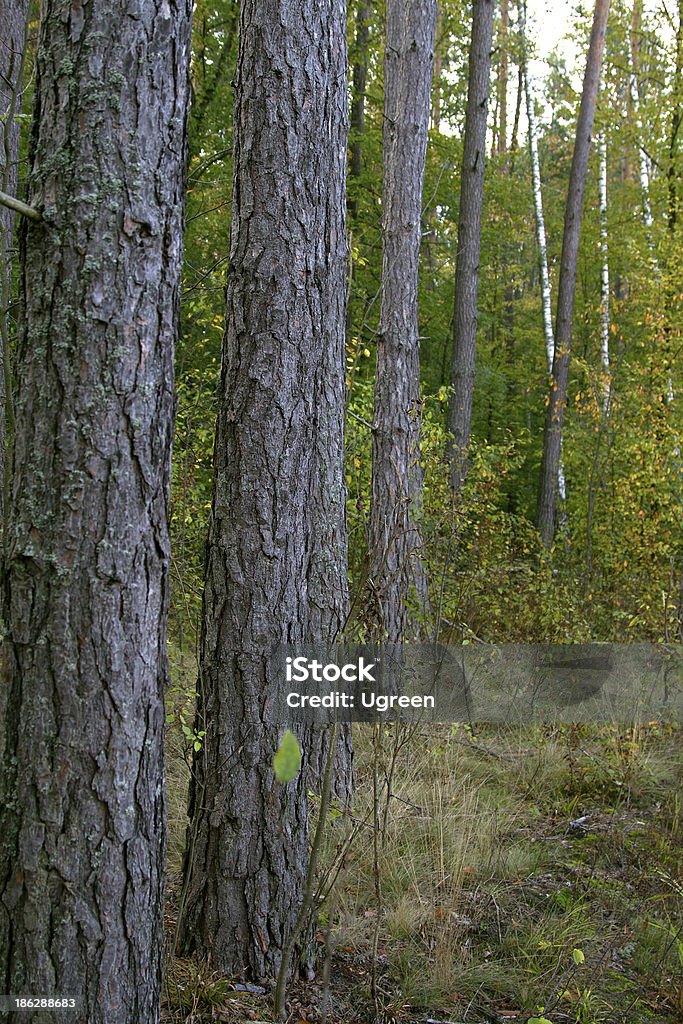 pine tree group of pines, coniferous forest Autumn Stock Photo