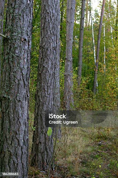 Pine Tree Stock Photo - Download Image Now - Autumn, Boreal Forest, Color Image