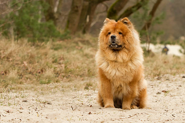 brown chowchow - chow stock-fotos und bilder