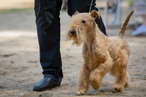 The Lakeland Terrier is a dog breed, which takes its name from its place of origin, the Lake District in England.