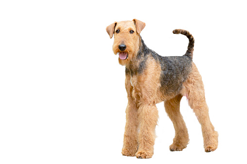 The Airedale Terrier , is a dog breed of the terrier type that originated in the valley (dale) of the River Aire, in the West Riding of Yorkshire, England.