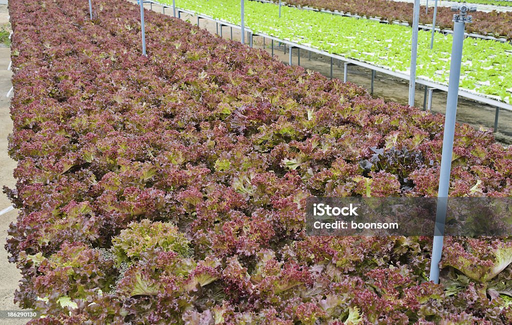 Hydrokultur Salat Gemüse - Lizenzfrei Agrarbetrieb Stock-Foto