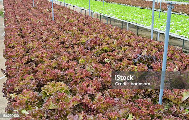 Hydrokultur Salat Gemüse Stockfoto und mehr Bilder von Agrarbetrieb - Agrarbetrieb, Aquaponics, Blatt - Pflanzenbestandteile